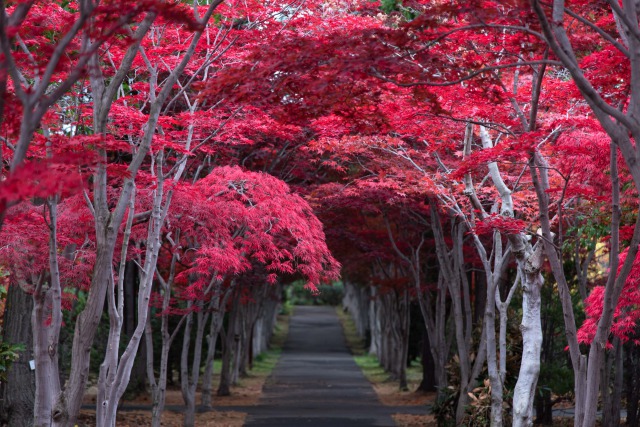 平岡樹芸センター(通称みどりーむ)とは