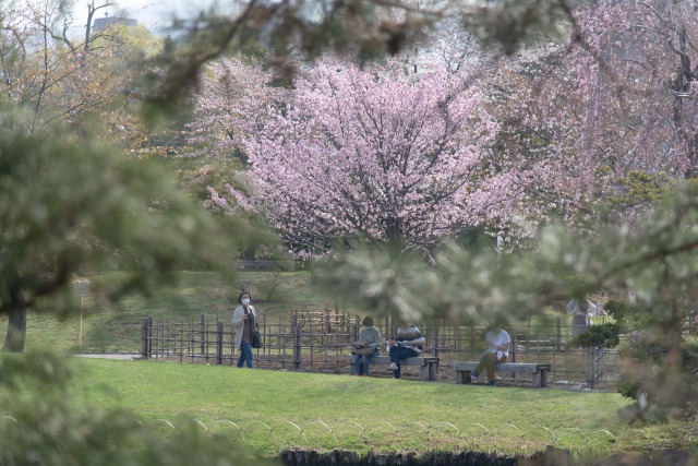 中島公園の桜と紅葉、3つの見どころのご紹介でした