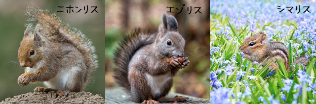 エゾリスってどんな動物？